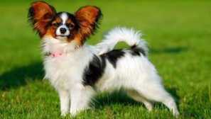 Papillon - psí plemeno: popis a fotografie